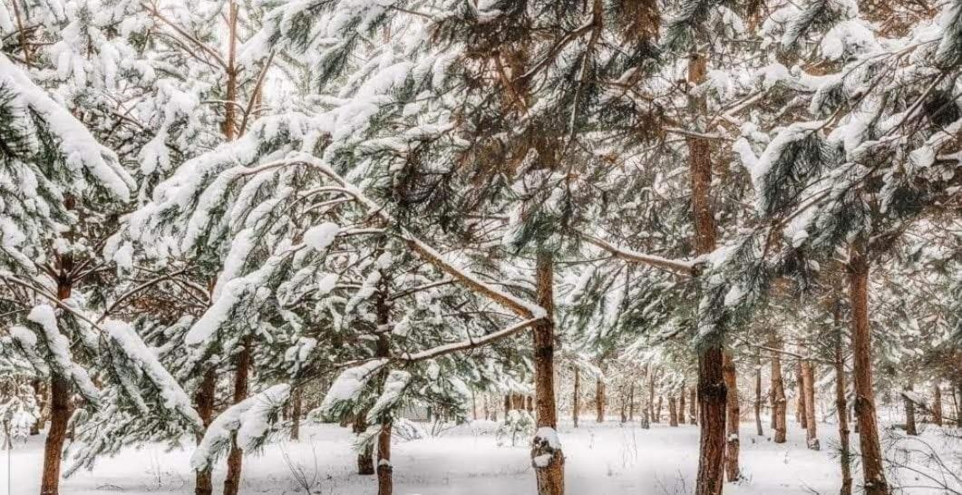 Sosnowy Raj Nad Wkra Popielzyn Dolny